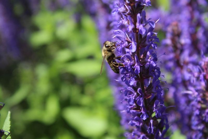 Im Mai für Wild- und Honigbienen aktiv werden